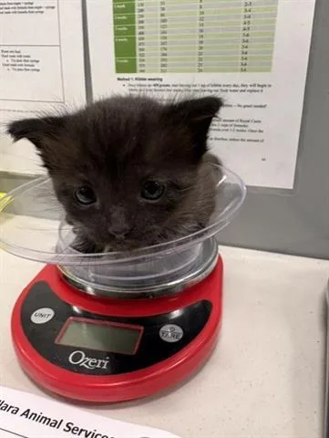 A baby small-sized female Domestic Short Hair cat named Kira for adoption in San Martin, CA