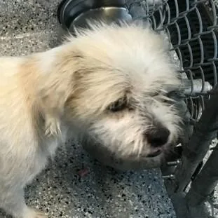 Florence thumbnail 2