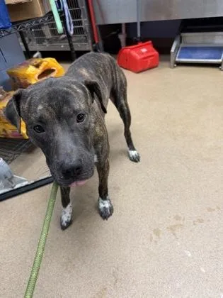 An adult large-sized male Mixed Breed dog named Burple for adoption in Chamblee, GA