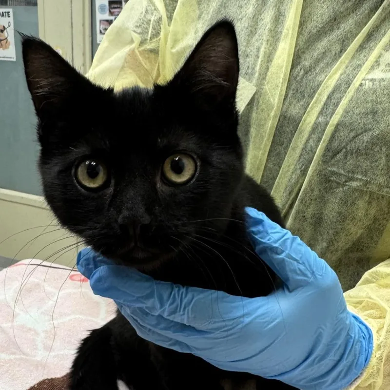 Shylo