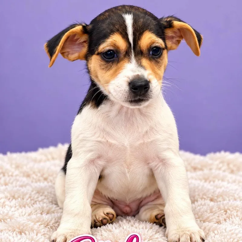 A baby small-sized female Tricolor (Brown, Black, & White) Rat Terrier dog named Gidget for adoption in Mazon, IL