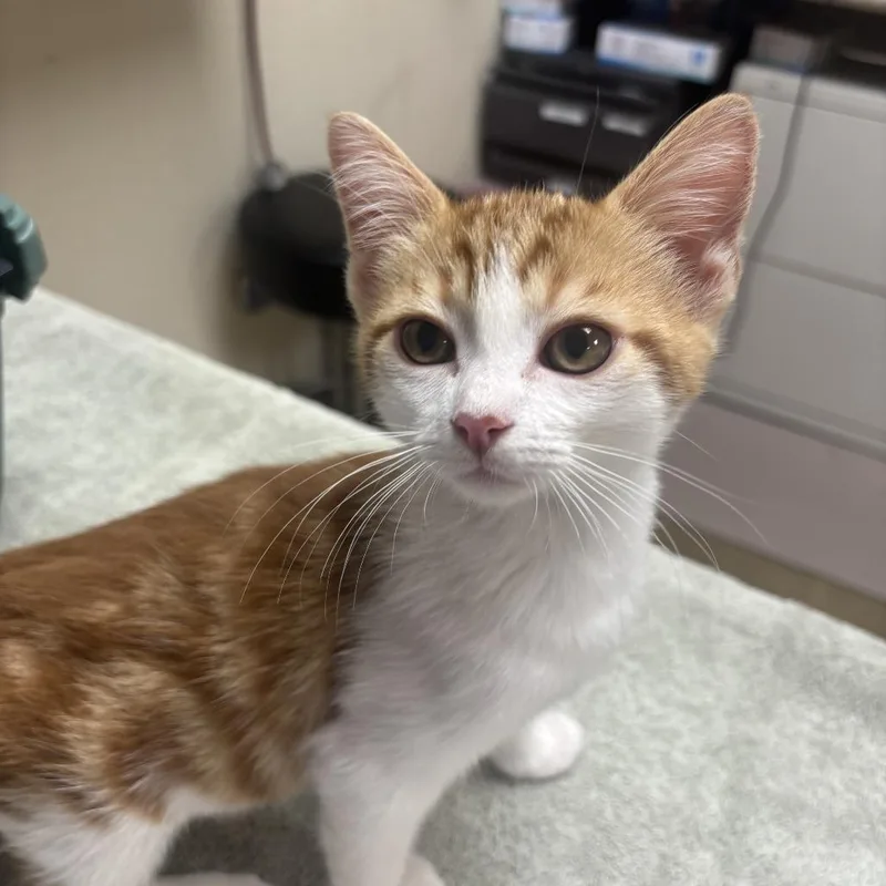 A baby small-sized female Orange / Red Domestic Medium Hair cat named Venice for adoption in Riverside, CA