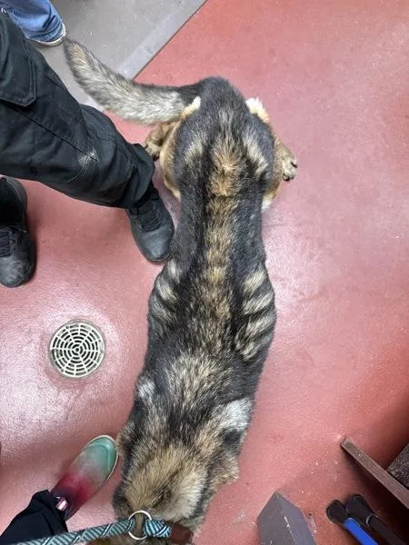 An adult medium-sized female Belgian Shepherd / Malinois dog named Shep for adoption in Salisbury, MD