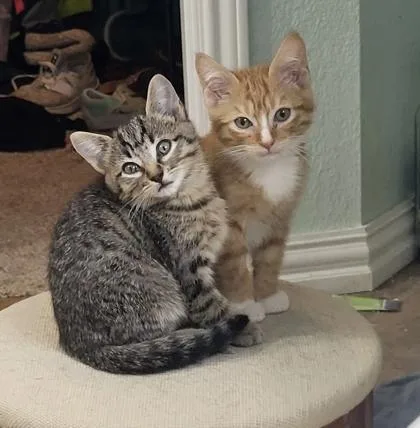 A baby small-sized male Domestic Short Hair cat named Gary for adoption in Fort Worth, TX