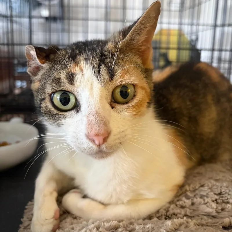 An adult small-sized female Calico Domestic Short Hair cat named Stacey for adoption in Webster, TX
