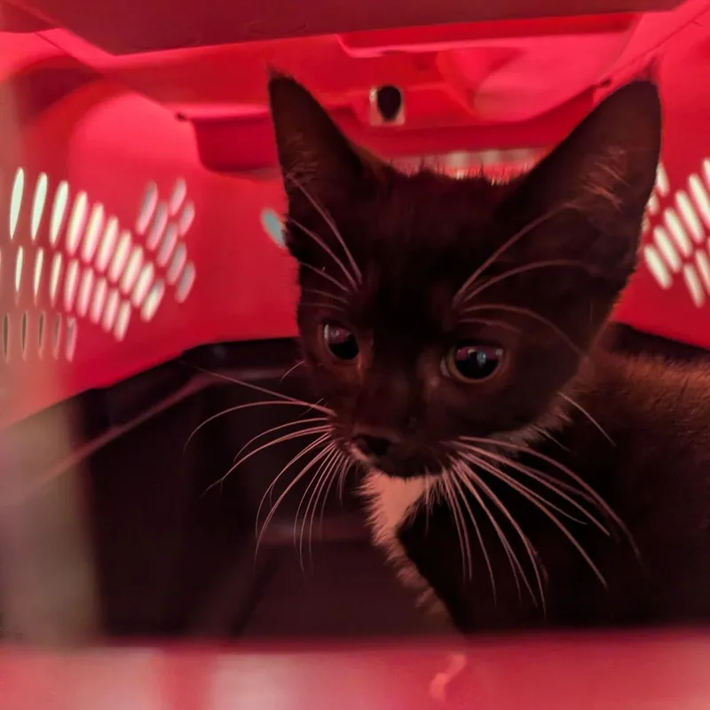 A baby small-sized male Black Domestic Short Hair cat named Party Hat for adoption in Charlottesville, VA