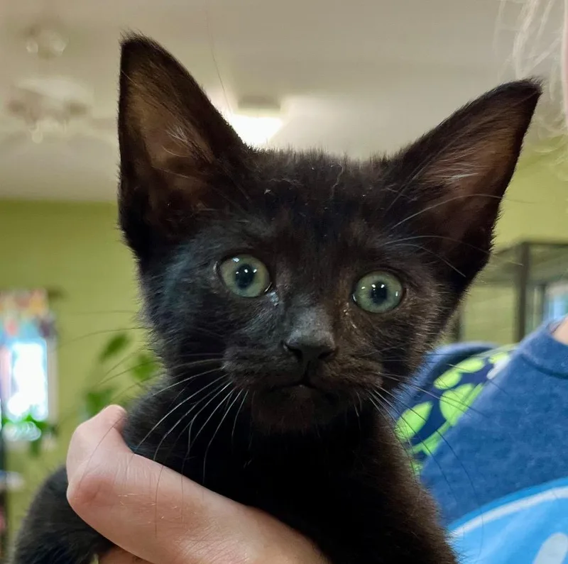 A baby small-sized male Domestic Short Hair cat named Thimble for adoption in Burnsville, NC