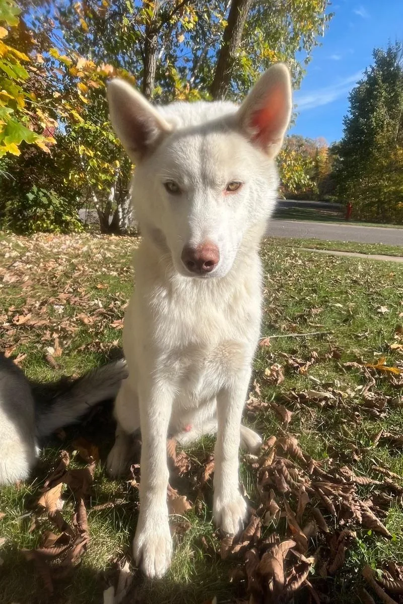 An adult large-sized male White / Cream Siberian Husky dog named Perseus for adoption in Mora, MN