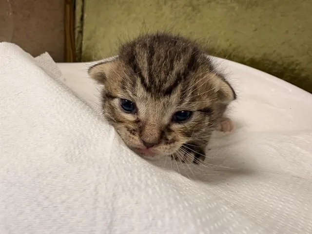 A baby small-sized male Domestic Short Hair cat named Lefty for adoption in Riverside, CA