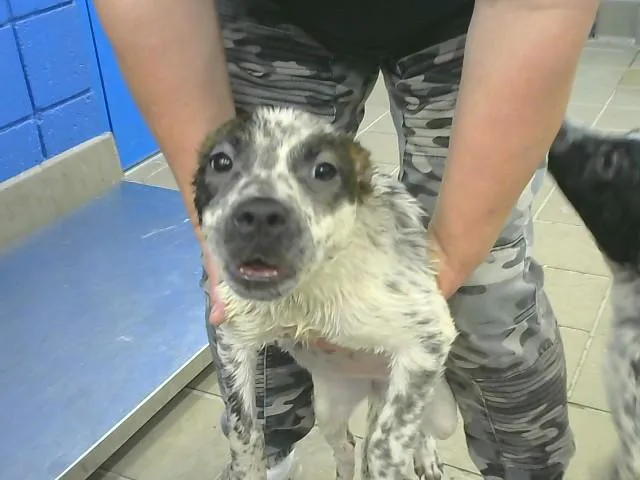 A baby small-sized female Australian Cattle Dog / Blue Heeler dog named Crop for adoption in Albuquerque, NM