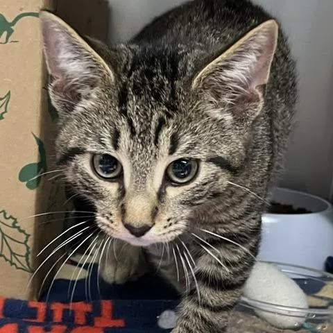 A baby small-sized male Brown / Chocolate Domestic Short Hair cat named Timmy for adoption in Baltimore, MD