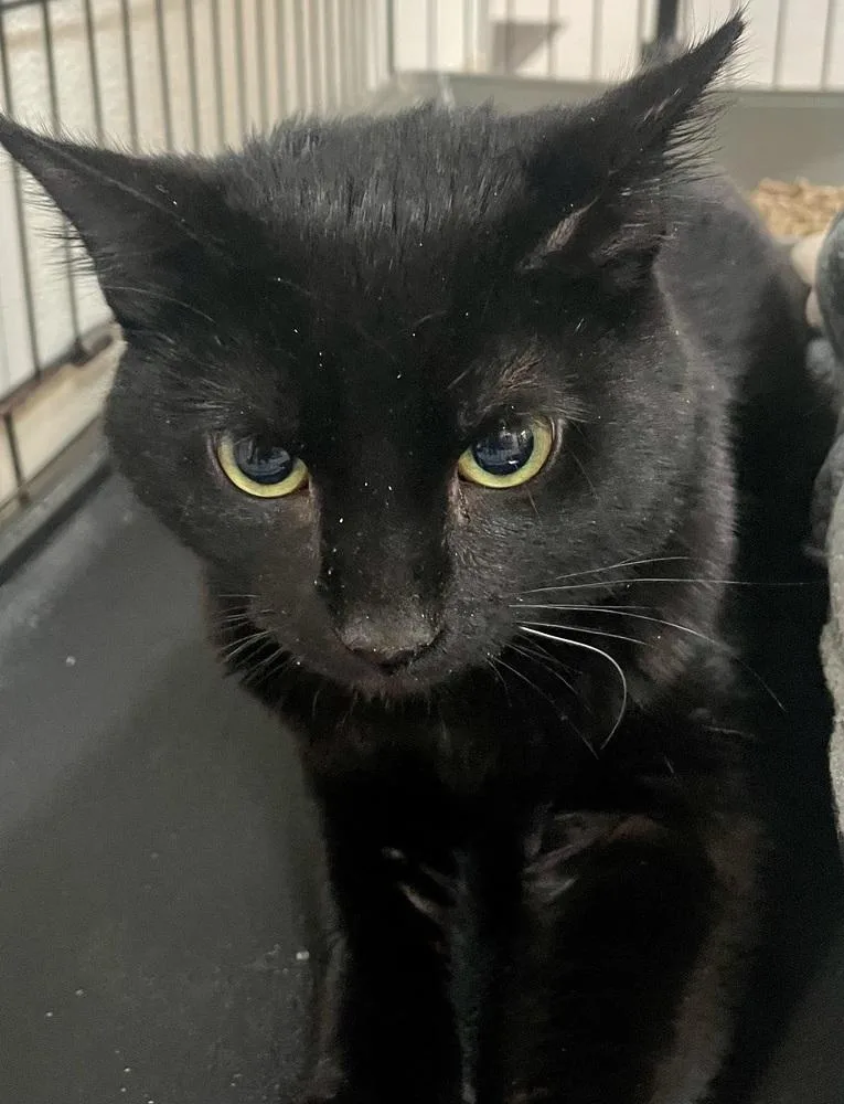 An adult medium-sized male Black Domestic Short Hair cat named Mikey for adoption in Southbury, CT