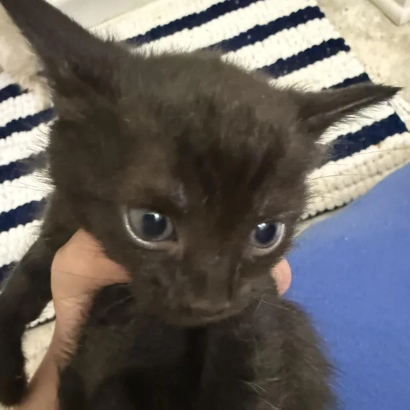 A baby small-sized female Black Domestic Short Hair cat named Sky for adoption in Atlanta, GA