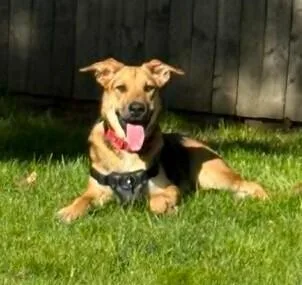 A young large-sized female German Shepherd Dog dog named Izzy for adoption in Saginaw, MI