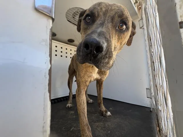 An adult large-sized male Pit Bull Terrier dog named Toad for adoption in Riverside, CA