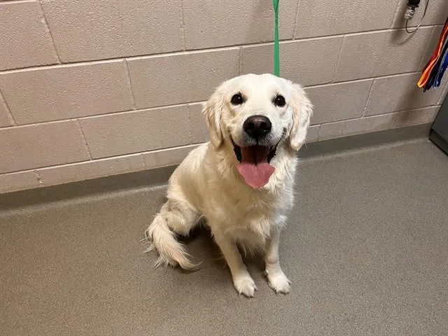 An adult medium-sized male Golden Retriever dog named Moose for adoption in Colorado Springs, CO