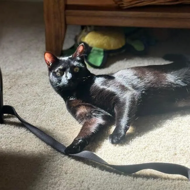 A young small-sized female Black Domestic Short Hair cat named Sundae for adoption in Greensburg, PA