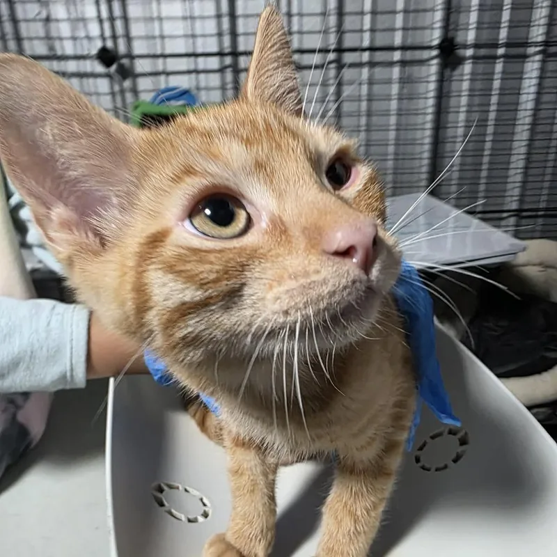 A baby small-sized male Orange / Red Domestic Short Hair cat named Wrangler for adoption in Amarillo, TX
