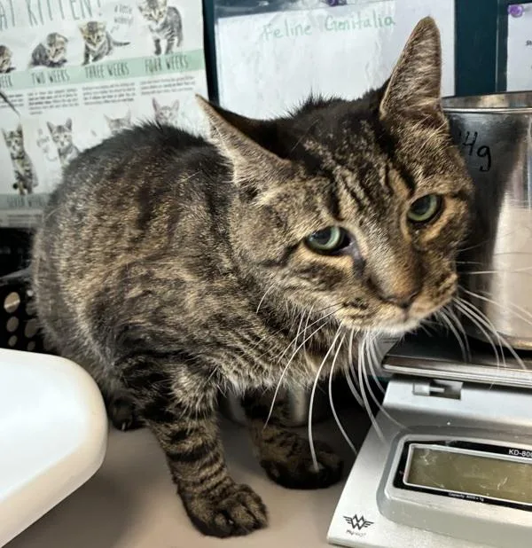 A senior medium-sized male Domestic Short Hair cat named Thunder for adoption in Salt Lake City, UT