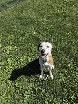 An adult large-sized male Mixed Breed dog named Rockie for adoption in Fallston, MD