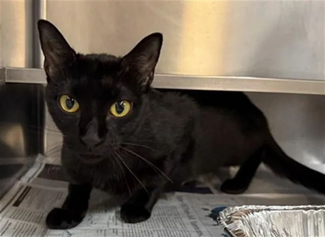 A young medium-sized female Domestic Short Hair cat named Fame for adoption in Aurora, IL