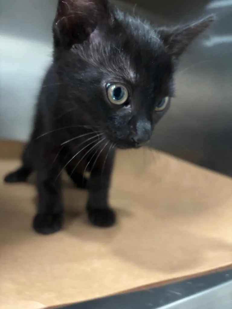 A baby small-sized male Domestic Short Hair cat named Dime for adoption in Cartersville , GA