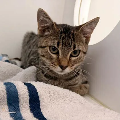 A baby small-sized female Domestic Short Hair cat named Sassy for adoption in Manteo, NC