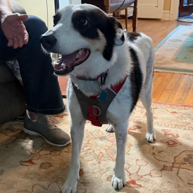 An adult medium-sized female White / Cream Border Collie dog named Roxie for adoption in Kansas City, MO
