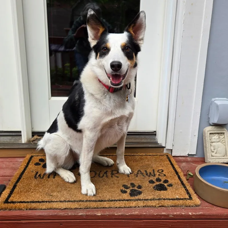 Roxie thumbnail 2
