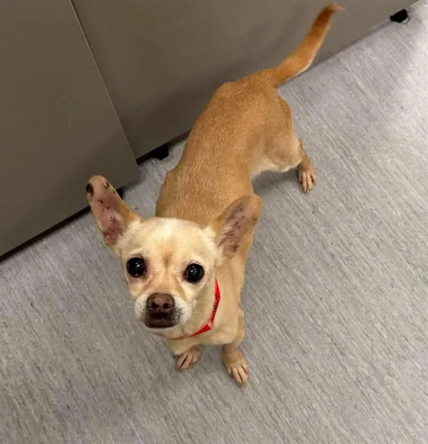 A senior small-sized female Chihuahua dog named Eeyore for adoption in Colorado Springs, CO