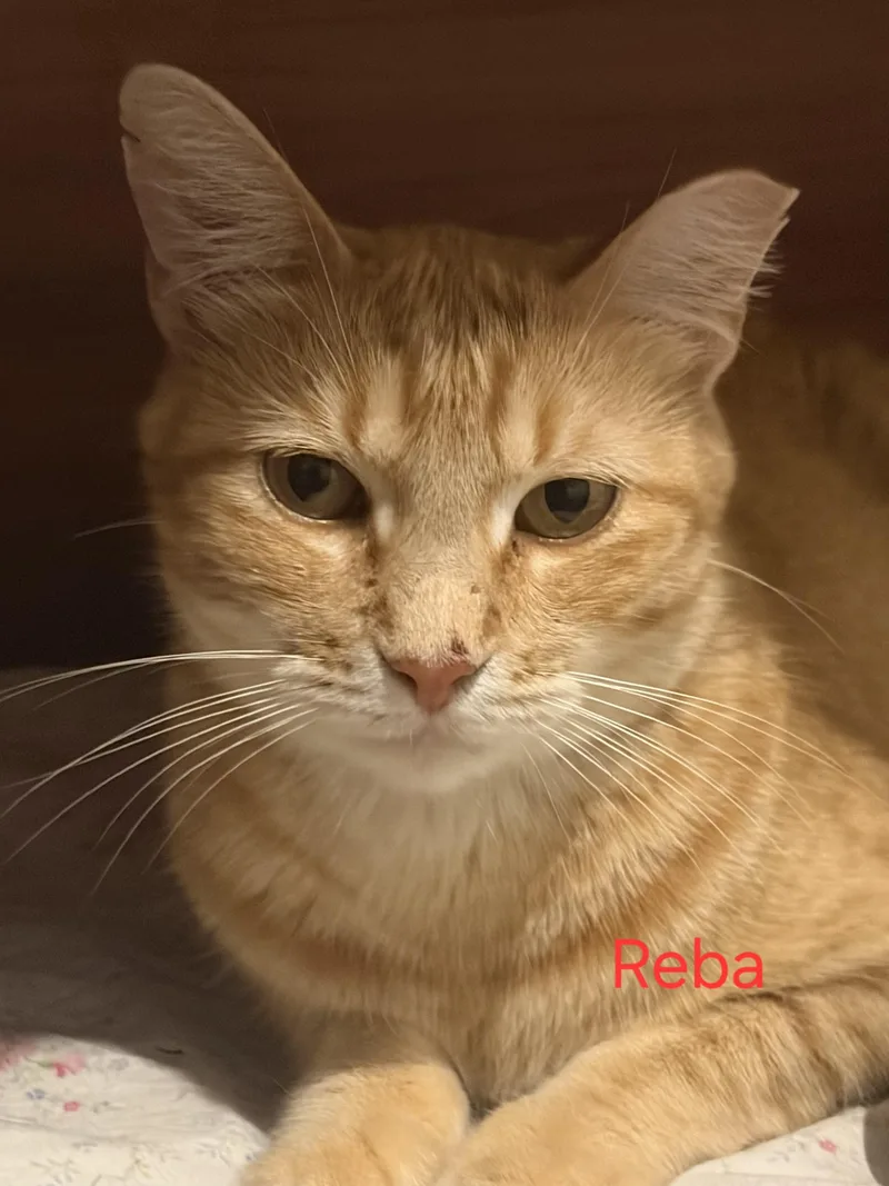 An adult medium-sized female Tabby (Orange / Red) Tabby cat named Reba for adoption in Las Cruces, NM