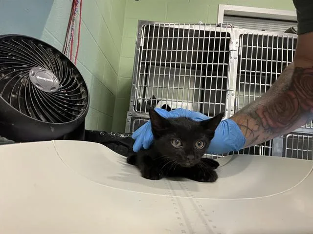 A baby small-sized female Domestic Short Hair cat named Jinx for adoption in Grand Prairie, TX