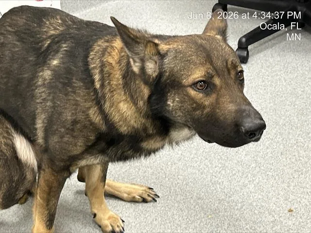 An adult large-sized male German Shepherd Dog dog named Stockard for adoption in Ocala, FL