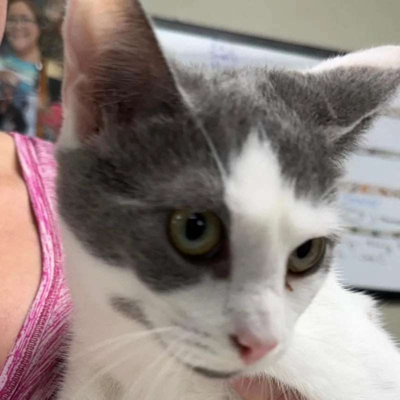 A baby small-sized female White Domestic Short Hair cat named C Tilly for adoption in Franklin, PA