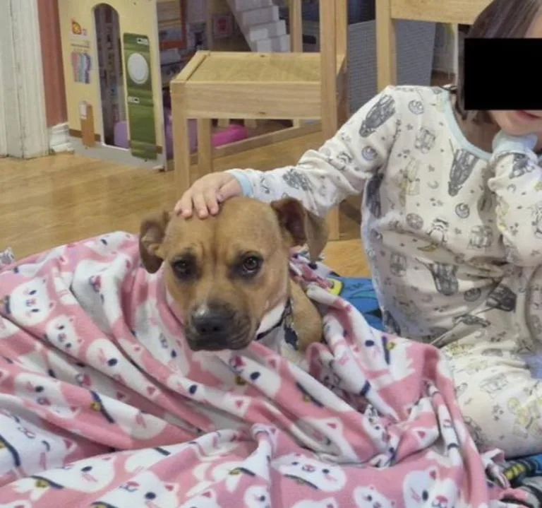 An adult small-sized female Yellow / Tan / Blond / Fawn Pit Bull Terrier dog named Maggie for adoption in Naperville, IL