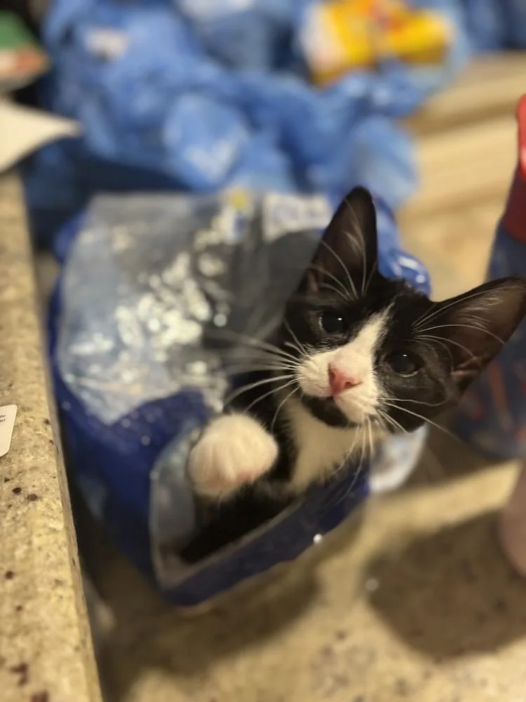 Enderman thumbnail 3