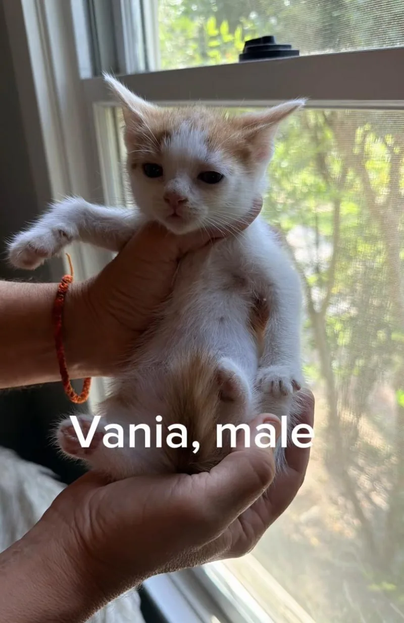 A baby medium-sized male White Domestic Short Hair cat named Vania for adoption in Shrewsbury, MA
