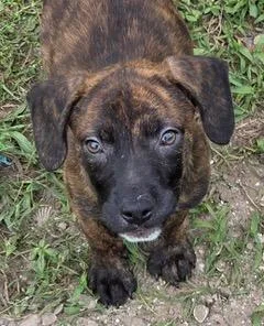 A baby medium-sized male Brindle Plott Hound dog named Sailor for adoption in Palm City, FL