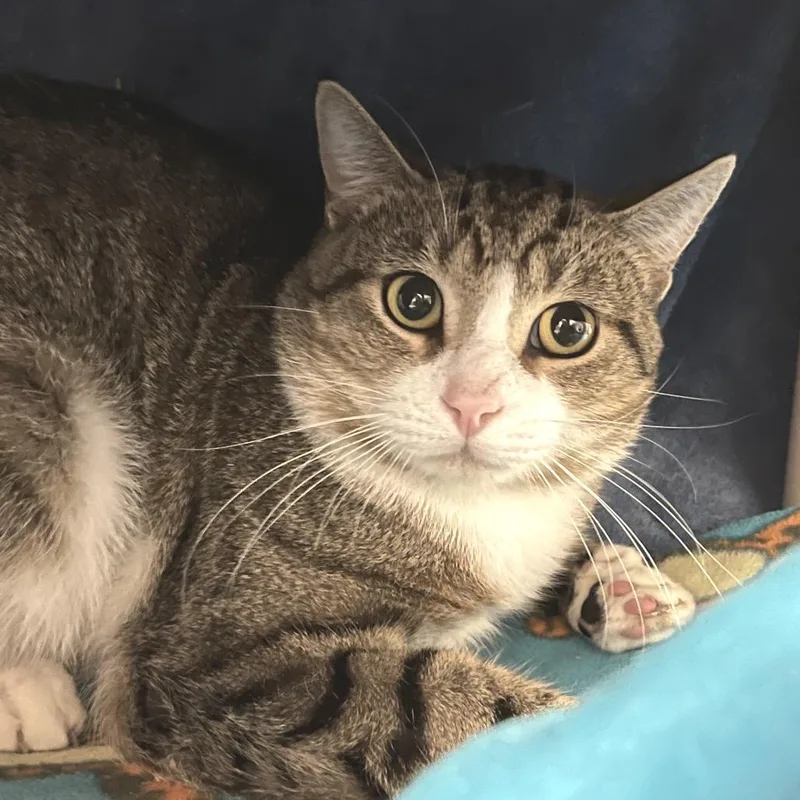 An adult medium-sized male Brown / Chocolate Domestic Short Hair cat named Honky Tonk for adoption in York, PA
