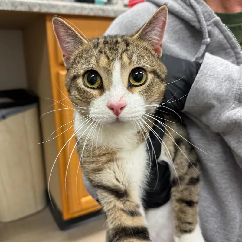 Honky Tonk thumbnail 2