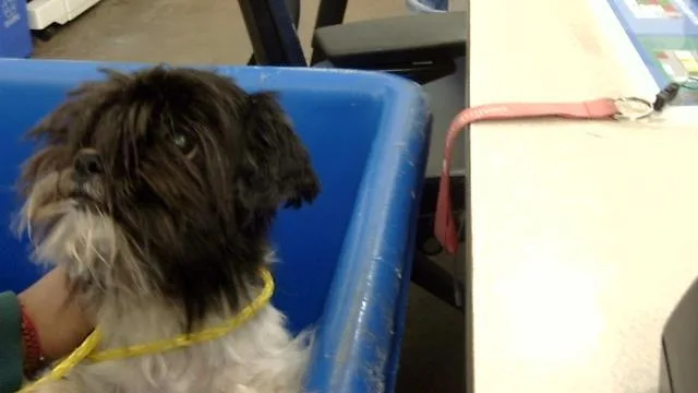 A young small-sized female Mixed Breed dog named Panda for adoption in Dallas, TX