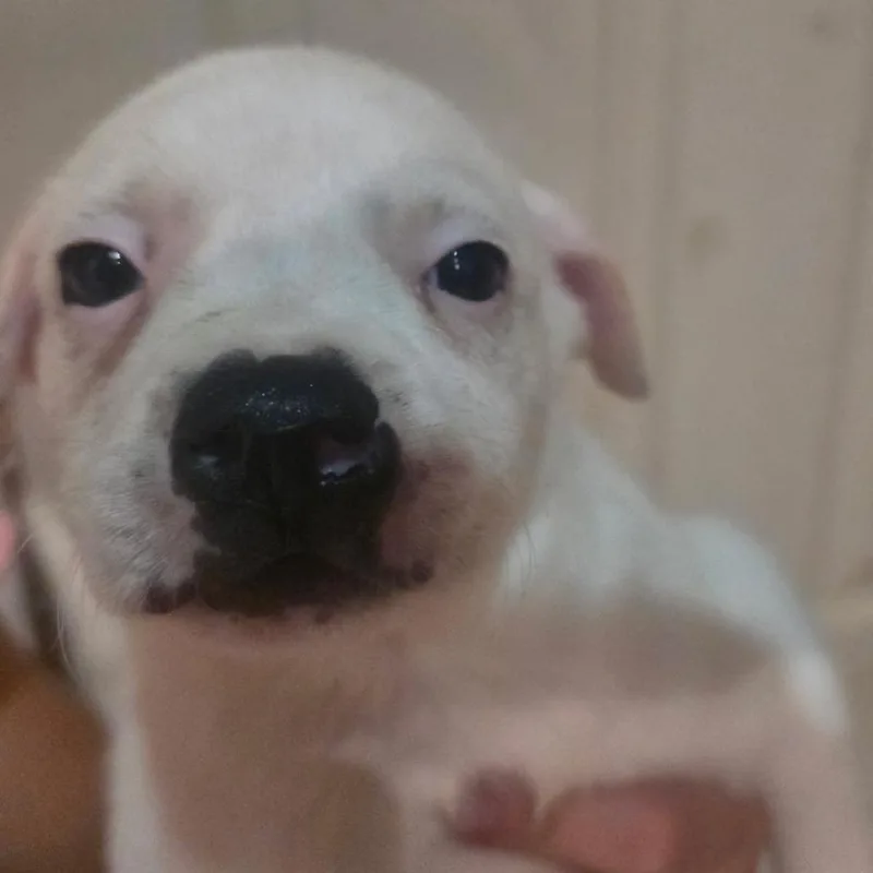A baby medium-sized female Pit Bull Terrier dog named Sara for adoption in Klamath Falls, OR