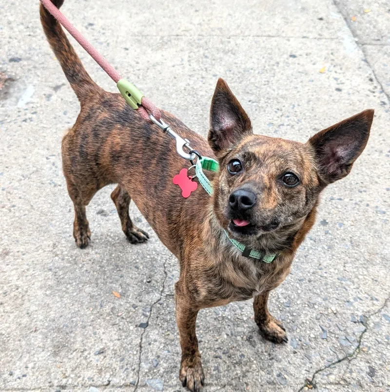 An adult small-sized female Chihuahua dog named Emmy for adoption in Brooklyn, NY