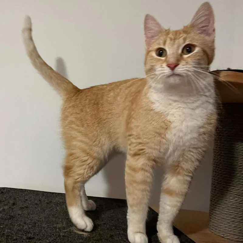 A young small-sized female Orange / Red Domestic Short Hair cat named Momma June for adoption in Winchester, VA