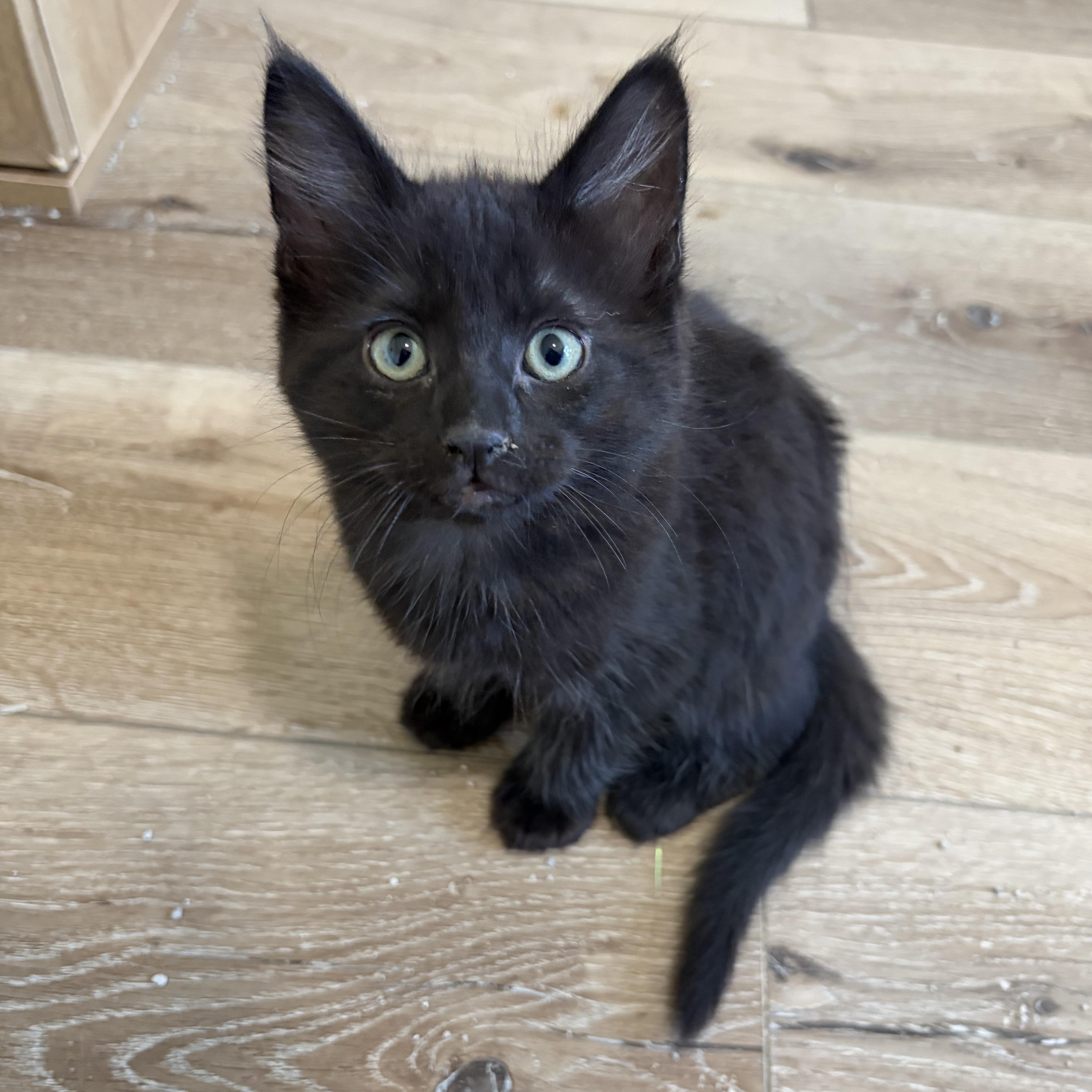 A baby large-sized male Black Domestic Long Hair cat named Ash for adoption in Wilton, CA