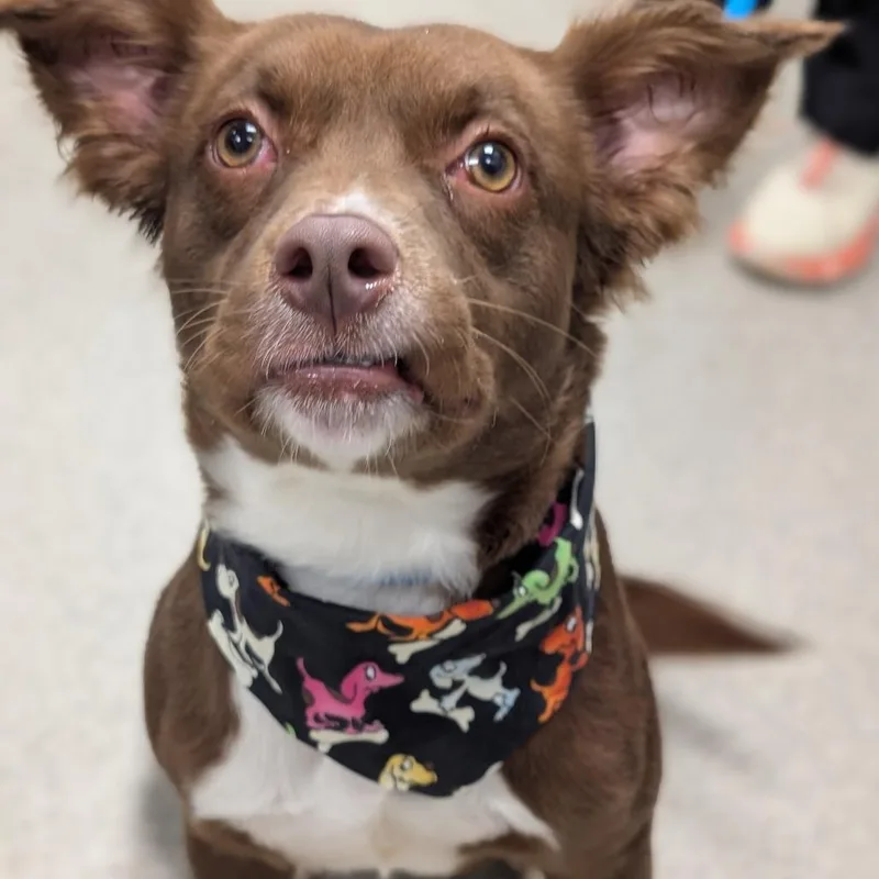 A young medium-sized female Brown / Chocolate Australian Shepherd dog named Via for adoption in Tampa, FL