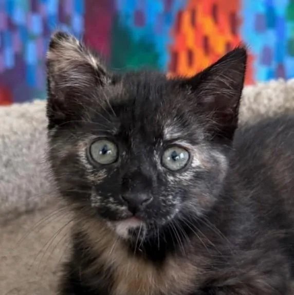 A baby medium-sized female Tortoiseshell cat named Lily Pad for adoption in Asbury Park, NJ