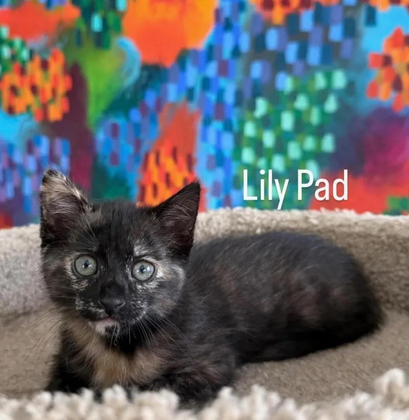 Lily Pad thumbnail 2