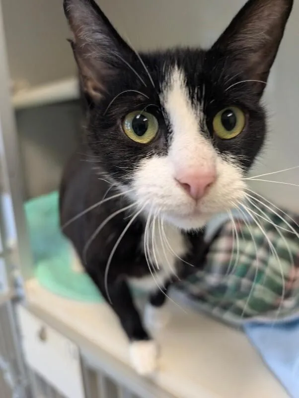 An adult medium-sized female Black & White / Tuxedo Domestic Short Hair cat named Venus for adoption in Warren, PA
