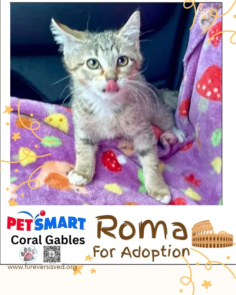 A baby small-sized female Tabby (Buff / Tan / Fawn) Domestic Short Hair cat named Roma for adoption in Miami, FL
